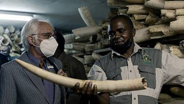 Zimbabwe seeks allies to allow international ivory trade